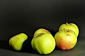 Old Breton variety of Pied Long apple, Illifaut Conservatory Orchard, Côtes dArmor, France
