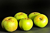 Old Breton apple variety Doux amer, Illifaut conservatory orchard, Côtes dArmor, France