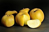 Old Breton variety of apple Pomme poire aigre Conservatory orchard of Illifaut (Cotes dArmor) in France