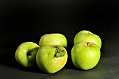 Old Breton variety of Sucrin apple, Illifaut conservatory orchard, Côtes dArmor, France
