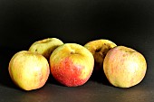 Old Breton apple variety Gros doux oignon, Illifaut conservatory orchard, Côtes dArmor, France
