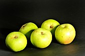 Old Breton apple variety Bedange blanc, Verger conservatoire dIllifaut, Côtes dArmor, France