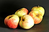 Old Breton apple variety Doux Saint Brieuc, Conservatory orchard in Illifaut, Côtes dArmor, France
