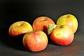 Old Breton apple variety Rado-Illifaut, Illifaut Conservatory Orchard, Côtes dArmor, France