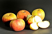 Old Breton apple variety Fer rouge, Illifaut conservatory orchard, Côtes dArmor, France