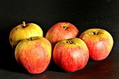 Old Breton apple variety Kerpitan, Illifaut conservatory orchard, Côtes dArmor, France
