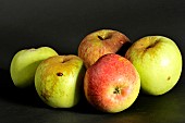 Old Breton apple variety Pomme de Lamprenan, Verger conservatoire dIllifaut, Côtes dArmor, France
