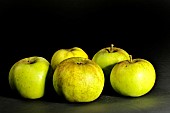 Old Breton apple variety Pomme de Grenedan, Verger conservatoire dIllifaut, Côtes dArmor, France