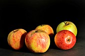 Old Breton variety of apple Doux Vincent, Conservatory orchard of Illifaut, Cotes dArmor, France