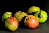 Old Breton apple variety Bedange rouge, Illifaut conservatory orchard, Côtes dArmor, France