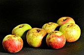 old Breton apple variety Doux au Riche, Illifaut conservatory orchard, Côtes dArmor, France