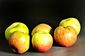 Marin Onfray old Breton apple variety, Illifaut conservatory orchard, Côtes dArmor, France
