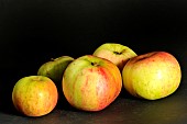 Old Breton apple variety Doux oignon, Illifaut conservatory orchard, Côtes dArmor, France