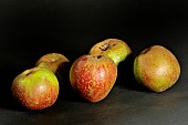 Old Breton apple variety Fer rouge - Pomme de Brie, Illifaut conservatory orchard, Côtes dArmor, France