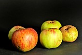 Old Breton variety of Mouche creuse apple, Illifaut Conservatory Orchard, Côtes dArmor, France
