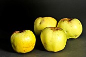 Old Breton apple variety Dodu, Illifaut conservatory orchard, Côtes dArmor, France