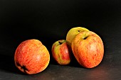 Old Breton apple variety Rouget, Illifaut conservatory orchard, Côtes dArmor, France