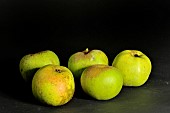 Old Breton variety of Dente ou feuille morte apple, Illifaut conservatory orchard, Côtes dArmor, France