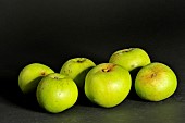 Old Breton variety of Gros Bedan sucré apple, Illifaut conservatory orchard, Côtes dArmor, France