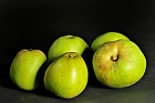 Doux gris old Breton apple variety, Illifaut conservatory orchard, Côtes dArmor, France