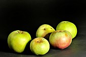 Old Breton apple variety Longzt, Verger conservatoire dIllifaut, Côtes dArmor, France