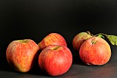 Old Breton apple variety Pomme dor, Illifaut Conservatory Orchard, Côtes dArmor, France