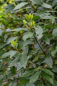 Bay Laurel (Laurus nobilis) leaves in spring, Côtes dArmor, France