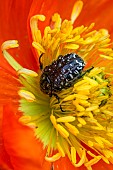 White spotted rose beetle (Oxythyrea funesta) foraging on Iceland poppy (Papaver nudicaule) flowers, Alpes-Maritimes, France