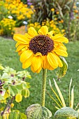 Soraya Sunflower, Helianthus annuus Soraya, flower