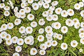 Golden Feverfew, Tanacetum parthenium Tetra White, flowers