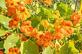Nasturtium, Tropaeolum majus Lobbianum, flowers