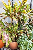 Cordyline fruticosa in pot