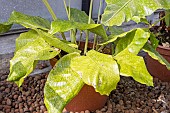Calathea Musaica Network, foliage