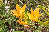 Hemerocallis Texas Sunlight, flowers