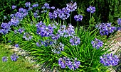 Agapanthus (Agapanthus sp) in bloom. Sarthe, France