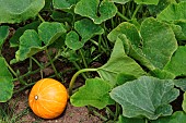 Pumpkin growing, Sarthe, France