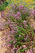 Marjoram in bloom, Bonnétable vegetable garden, Sarthe, France
