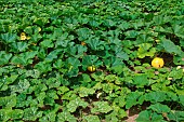Pumpkin growing, Sarthe, France