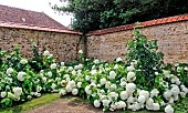 White Hydrangea, Bonnétable vegetable garden, Sarthe, France