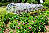 Dahlias in bloom and glass greenhouse at the Bonnétable vegetable garden, Sarthe, France