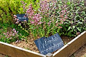 Aromatic plants in a square vegetable garden in Bonnétable, Sarthe, France