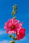 Hollyhock flowers, Sarthe, France