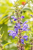 Moldavian dragonhead, Dracocephalum moldavica, flowers