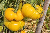 Tomato Lemon Huge Oxheart