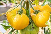 Tomato Hawaiian Pinneapple