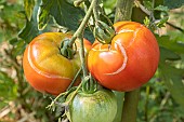 Tomato Rose de Berne