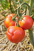 Tomato Rose de Berne