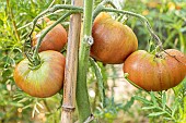 Tomato Noire de Crimée