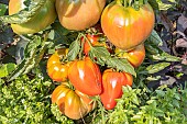 Tomato Yasha Yougoslavian