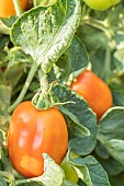 Tomato Roma elongated